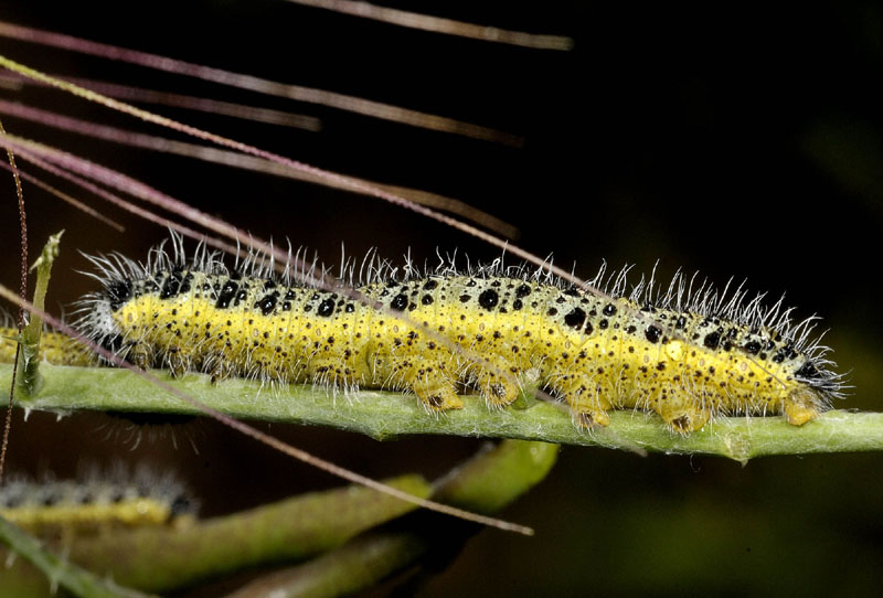 Lepidotteri dalla Sardegna